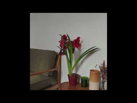 Fellini Félin - I Love You