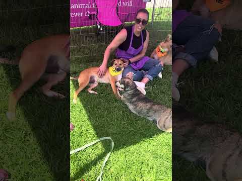 Alan, an adoptable Jack Russell Terrier & Black Mouth Cur Mix in Encinitas, CA_image-1