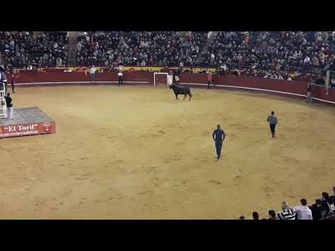 Concurso de ganaderias Valencia fallas 2019.