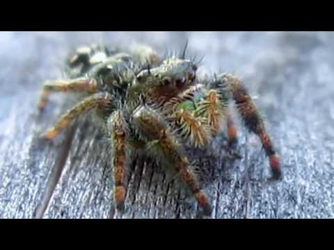The Myth of Arachne (with Subtitles)