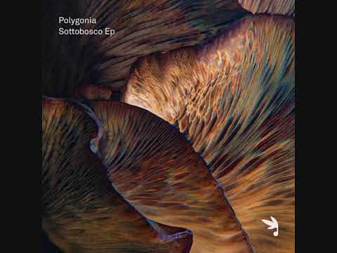 Polygonia - Arachnida [PhonoTropismi - EPHT001]