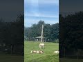 The Scimitar Oryx Animals Park L Safari Asmr Shorts