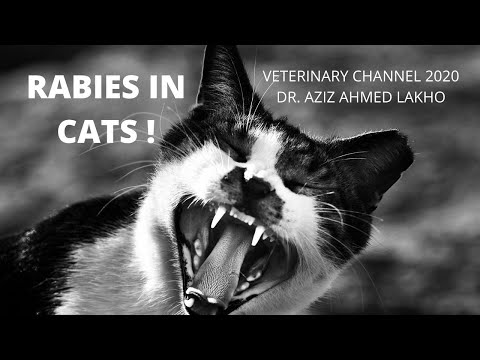 Signs Of A Rabid Cat | Understanding Rabies In Cats - YouTube