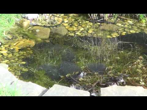 frogs mating time (reproduction de la grenouille rousse)