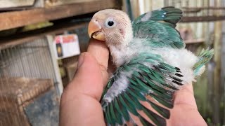 Download lagu Panen lovebird hampir mandiri mp3
