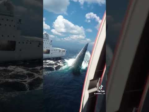 A Megalodon attack on a ship! Created by animation artist Aleksey. #shark #prehistoric #Meg