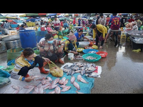 Amazing Big Site Distribute Fish, Dry Fish, Sea Food & More @Chhbar Ampov - Morning Fish Market Show