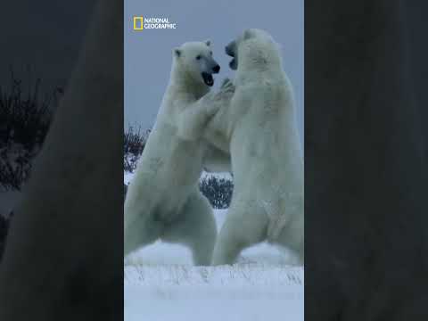 El ATAQUE de OSO PANDA AGRESIVO a su cuidadora en un ZOO