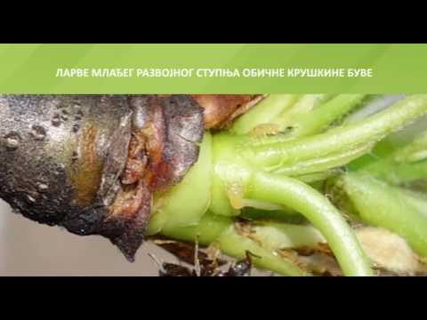 Zelena prognoza, 11.4.2017. - O stanju u zasadima krušaka