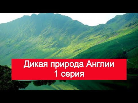 Дикая природа Англии 1 серия возвышенности документальные фильмы national geographic | ТВ фильмы