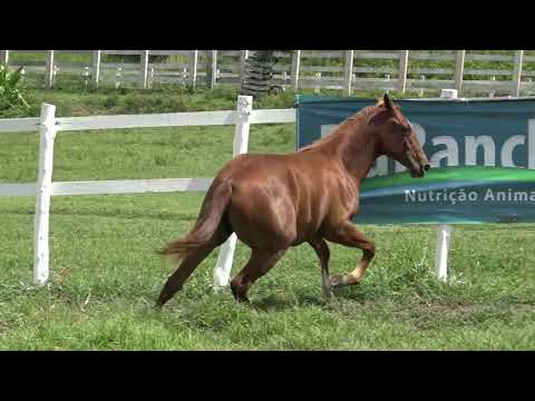 08   IMA GOLD MOON JDS