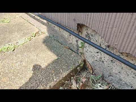 Finding a Long Trail of Ants Outside of the Home in Iselin, NJ