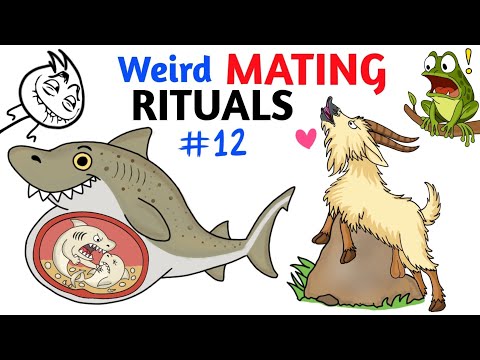 Worst Mating Rituals In Animal Kingdom - Part 12