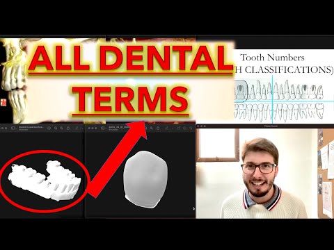 All Basic Dental Terminology, Tooth Numbering & Dental Anatomy Introduction: Terms Review Lecture