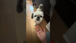 チビの日常🐶 #愛犬 #犬のいる暮らし #犬のいる生活 #youtube #大型犬のいる生活