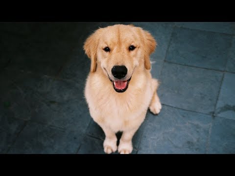 Unser Hund Lucky - Best of März 2019 (Golden Retriever)