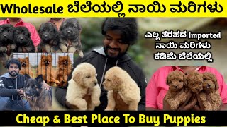 Quality Puppies For Sale In Bangalore | Imported Puppies For Sale At Best Price