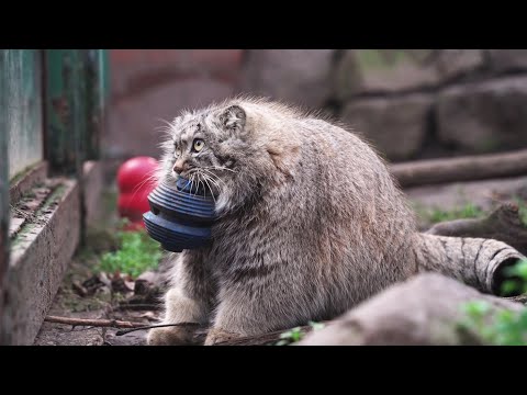 [Pallas's cat]💖💖manul is playing with toys😸😸😸