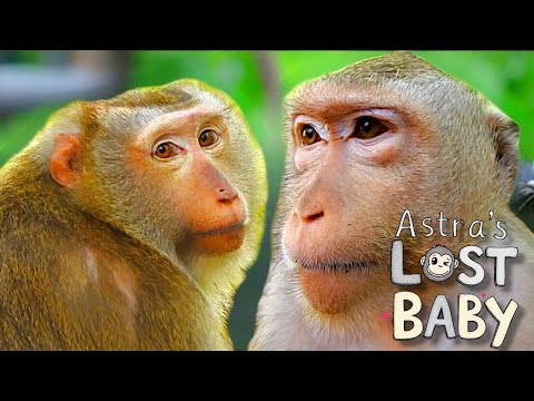 Astra’s Heartbreaking Journey: Losing Baby Astro & Hope for Reunion 🐒💔