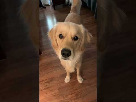 Therapy Dog Is Just Too Charming 🥰 #shorts #doglover