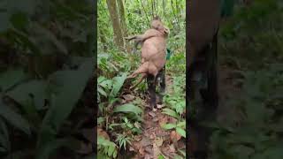 Download lagu monster penghuni hutan rimba #wildlife #anjingpemburu #berburubabihutan #animals #hewanbesar mp3