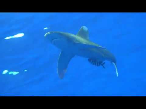 Brothers Red Sea Oceanics Oct 2019