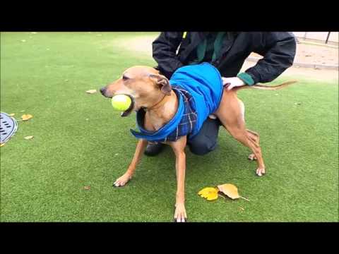 Dogs Trust Manchester - Thomas
