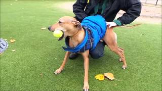 Dogs Trust Manchester - Thomas