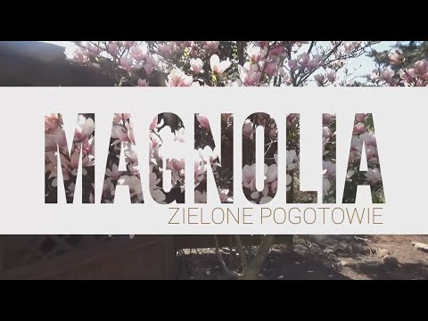 , title : 'Sadzenie i pielęgnacja magnoli'