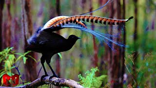 Download lagu Lyrebird, This Bird Perfectly Imitates the Sounds of: Chainsaws, Crying Babies, and Cameras!!! mp3 Download lagu Lyrebird, This Bird Perfectly Imitates the Sounds of: Chainsaws, Crying Babies, and Cameras!!! mp3