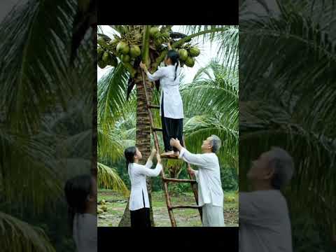 Two Sisters and Grandpa Harvest Coconuts 🌴 | ASMR