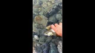 preview picture of video 'brown trout catch & release in Germagnano'