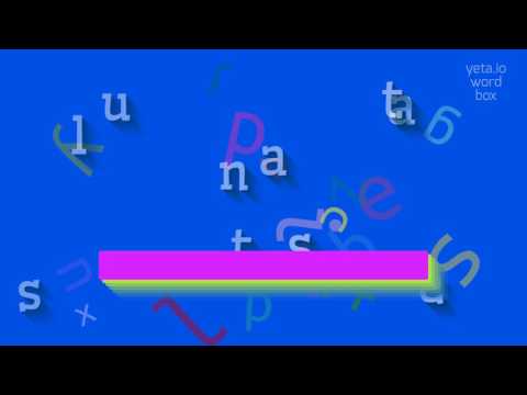 How to say "sultanates"! (High Quality Voices)