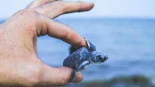 RESCUING BABY TURTLES