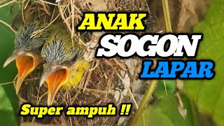 Download lagu Suara Anak Sogon lapar‼️Pikat Sogon super ampuh‼️ mp3