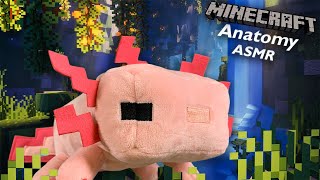 [ASMR] The Anatomy of a Minecraft Axolotl 🦎 | Medical ASMR, Layered Sounds