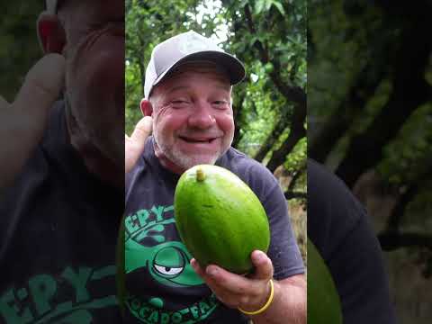 Avoid these avocado ripening myths