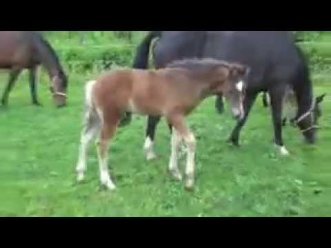 Carrico/Contendro/Peter Pan