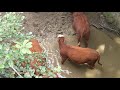 A COW POOING IN A RIVER
