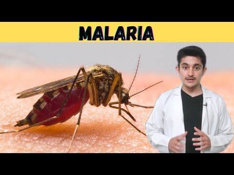 Malaria fever 3d animation | plasmodium life cycle | causes symptoms prevention | class 12 biology