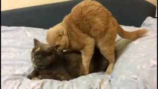 Cat Sex In Wrong Hole,Must See Lol