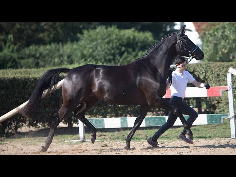 Nr. 42   Stute "Couralie" von Schwarzgold - Rheinklang