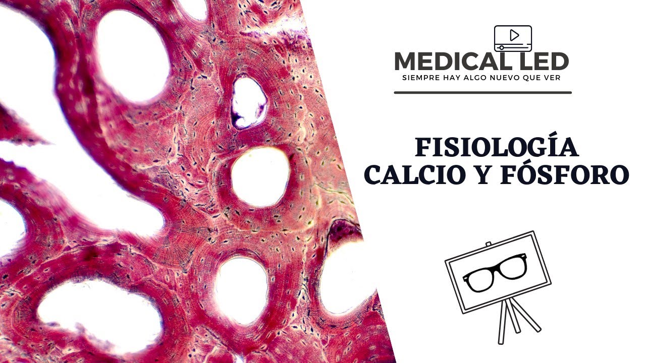 FISIOLOGÍA DEL CALCIO Y FÓSFORO: Regulación por PTH, Vitamina D y Calcitonina