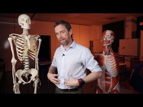 Abdominal wall muscles (anterolateral) anatomy