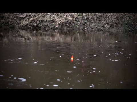 Winter Steelhead in Tiny Creek - Bobber Down Footage