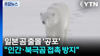 일본 곰 출몰 '공포'...살 곳 잃은 북극곰도 육지로 / YTN