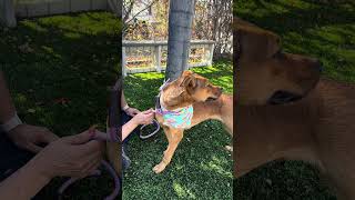Video preview image #1 American Pit Bull Terrier Puppy For Sale in Pasadena, CA, USA