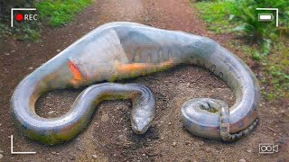 Policiais fazem descoberta horrível dentro do corpo da Anaconda