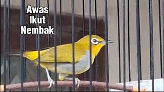 Download lagu Pleci buxtoni gunkar gacor ngalas nembak rapat mp3 Download lagu Pleci buxtoni gunkar gacor ngalas nembak rapat mp3