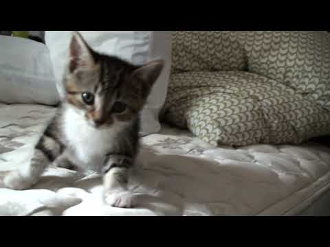 Tasha my cat is exploring a bed first time.Tasha, meine Katze, erforscht zum ersten Mal ein Bett.